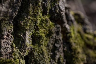 Ormandaki yaşlı bir ağacın kabuğunun dokusu.