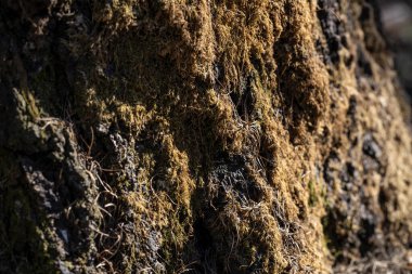 Ormandaki yaşlı bir ağacın kabuğunun dokusu.
