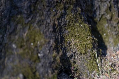 Ormandaki yaşlı bir ağacın kabuğunun dokusu.