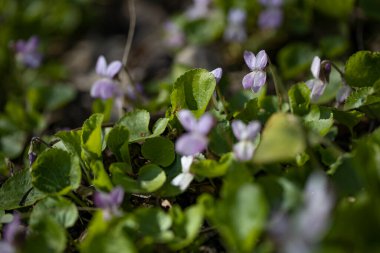 Bahçede bahar çiçekleri