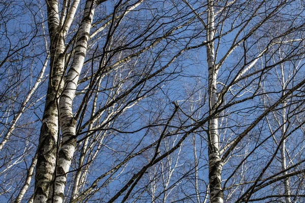 숲에서 하늘을 배경으로 자작나무를 베어내는 — 스톡 사진