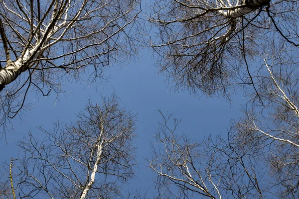 Schlanke Birken Frühlingswald Vor Blauem Himmel — Stockfoto