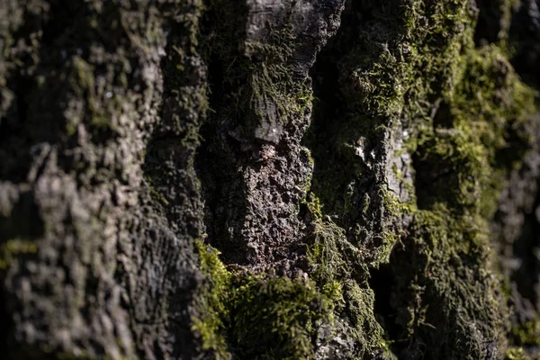 Texture Bark Old Tree Forest — Stock Photo, Image