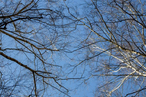在蓝天的映衬下 春天森林里的细长的桦树 — 图库照片