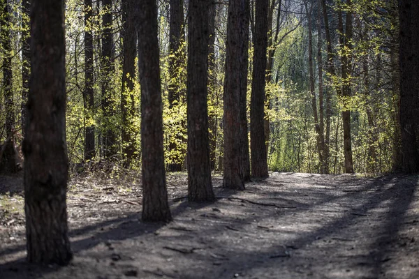 Lege Weg Het Voorjaarspark — Stockfoto