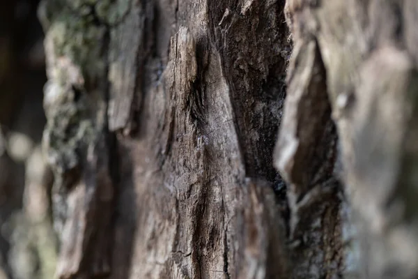 Texture of the bark of an old tree in the forest