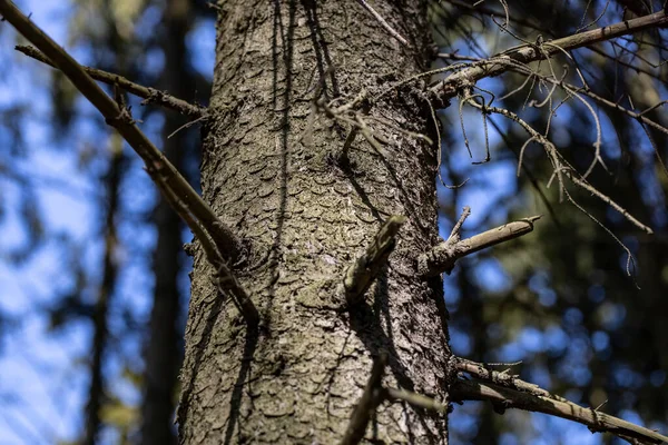 森の中に枝分かれした乾いた木 — ストック写真