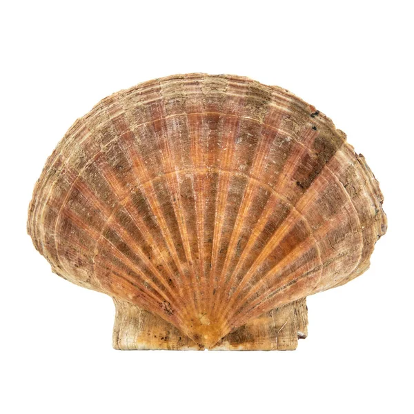 Seashell Izolované Bílém Pozadí — Stock fotografie