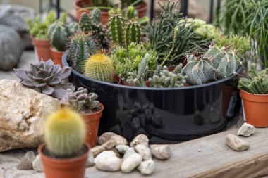 Sulu ve kaktüslü bir atölyede çiçekçi masası.