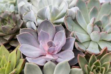 Kutuda bir sürü sulu şey var.