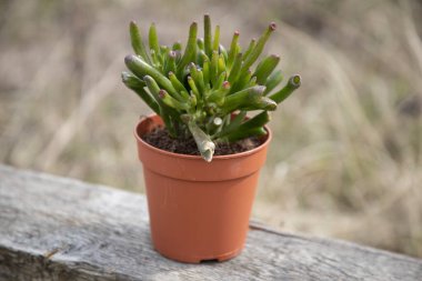 Crassula ovata Hobbit tahtadan bir bankta kahverengi bir tencerede