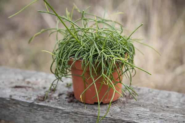 Grüne Rhipsalis Mistelkakteen Braunen Topf Auf Einer Holzbank — Stockfoto