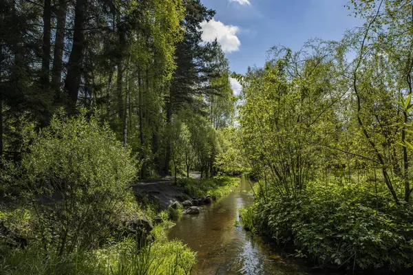Μικρό Ποτάμι Στο Καταπράσινο Δάσος — Φωτογραφία Αρχείου