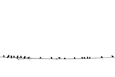 Beyaz arkaplanda kablo vektör illüstrasyonundaki kuşlar