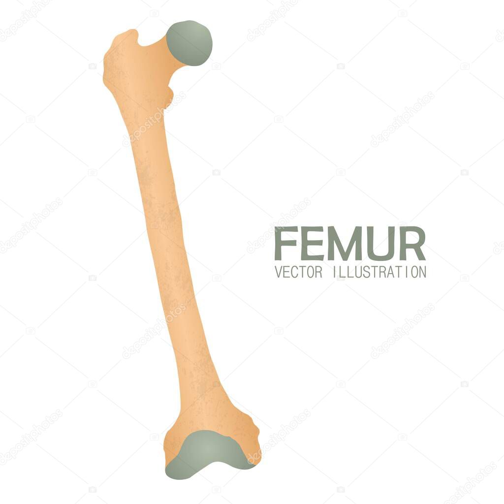 Femur bone vector illustration isolated on white background