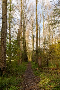 Ormanda sonbaharda yürüyüş yolu