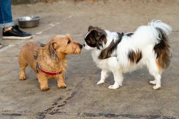 sniffing small dogs at the dog playground