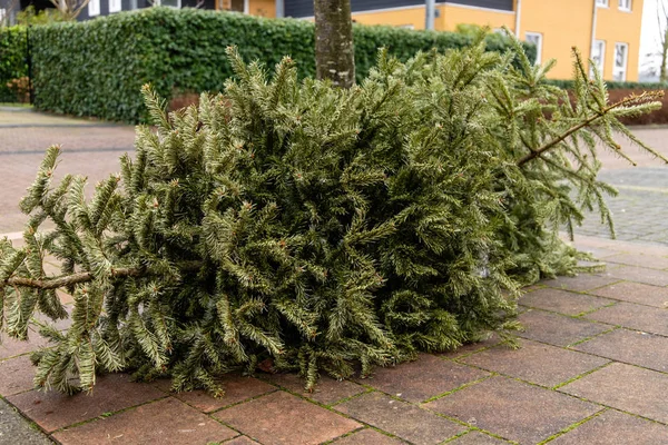 Kerstbomen Opnieuw Ingericht Straat Gegooid Wachtend Opgehaald Worden Versnipperaar Gegooid — Stockfoto