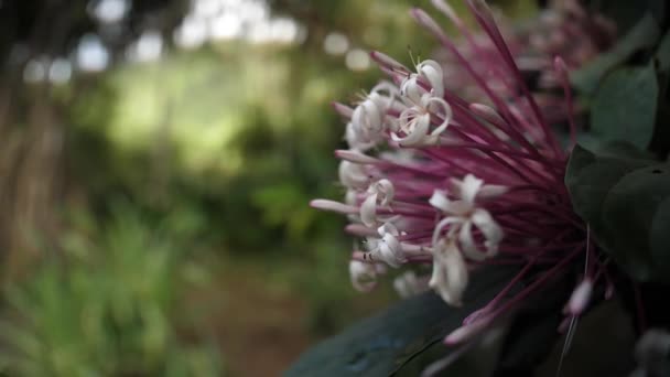 Hermosa Flor Cerca Jardín Balata Martinica — Vídeos de Stock