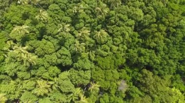 Güneşli bir günde hava aracı atışı. Palmiye ağaçlarının, mangrov ormanlarının ve Martinique 'deki güzel sahil gölünün üzerinden uçar.