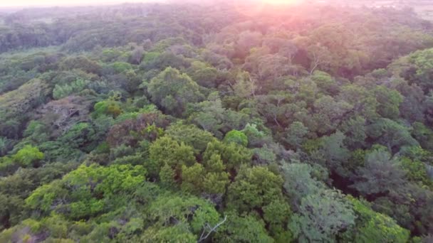 Vuelo Aéreo Drones Sobre Dosel Bosque Guiana Francés Puesta Sol — Vídeo de stock