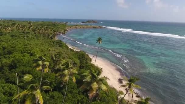 Drone Aérien Tourné Plein Jour Ensoleillé Survolant Forêt Palmiers Mangroves — Video