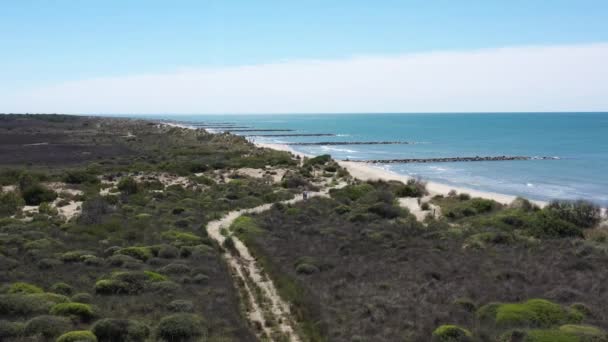 Antenn Drönare Skott Strand Camargue Solig Dag Sanddyner Och Vegetation — Stockvideo