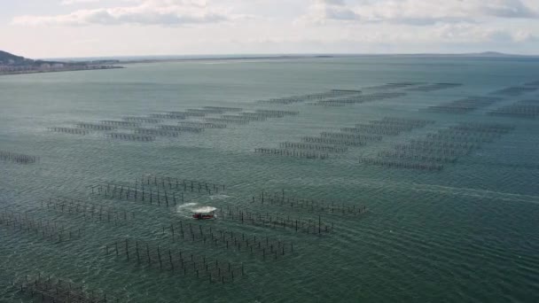 Aerial Drone Shot Fisherman Boat Working Oyster Farms Bassin Thau — Stock Video
