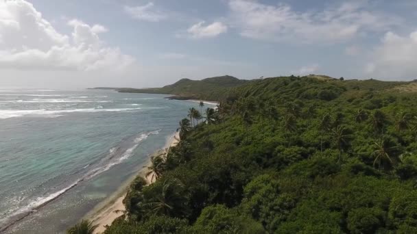 風の強いヤシの木やマングローブの森やマルティニークビーチを間近に見ながら美しい熱帯ビーチを上空から撮影 — ストック動画