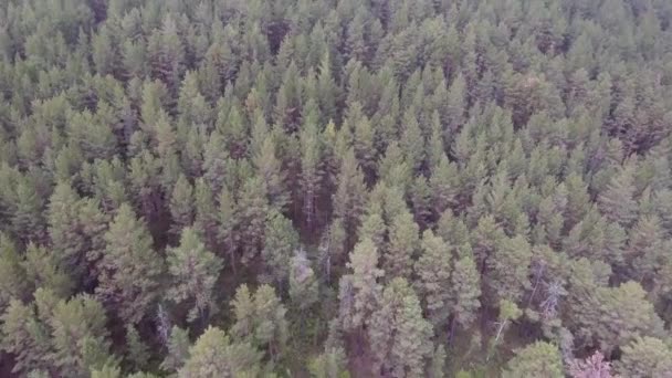 Aereo Drone Colpo Sopra Foresta Mongola — Video Stock