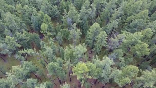 Drone Aéreo Disparado Sobre Floresta Mongol Norte Movendo Para Frente — Vídeo de Stock