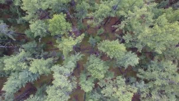 Flygdrönare Skott Över Norra Mongoliska Skogen Zoom Sätta Ovanifrån — Stockvideo