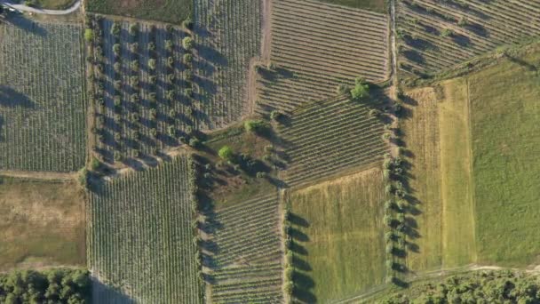Drohnenschuss Aus Der Luft Über Weinfeldern Sonnenuntergang Frankreich — Stockvideo