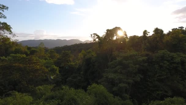 落日的空中无人驾驶飞机俯瞰萨博森林中的瓜亚那亚马逊公园 — 图库视频影像