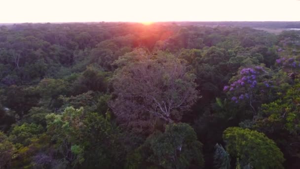 フランス領ギアナの森の天蓋の上空からのドローンの眺めアマゾンの日没 — ストック動画