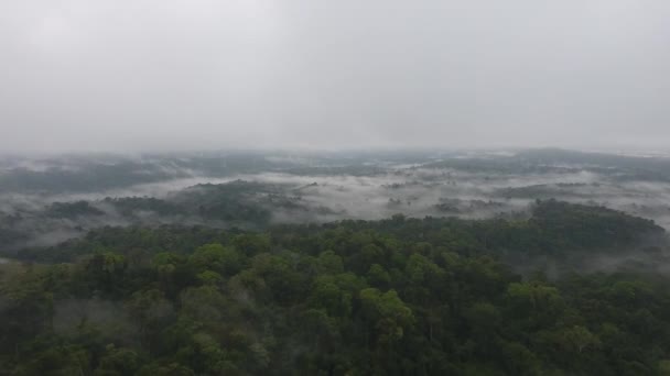 在主要热带雨林的云雾和神秘的大草原上空的云中飞行 — 图库视频影像