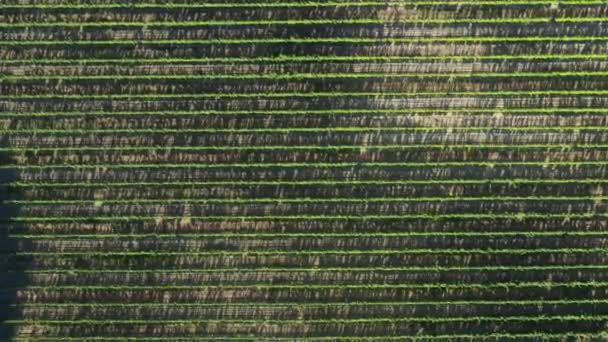 Aerial Top Shot Vineyards Fields Sunny Day France Vaucluse Luberon — Stock Video