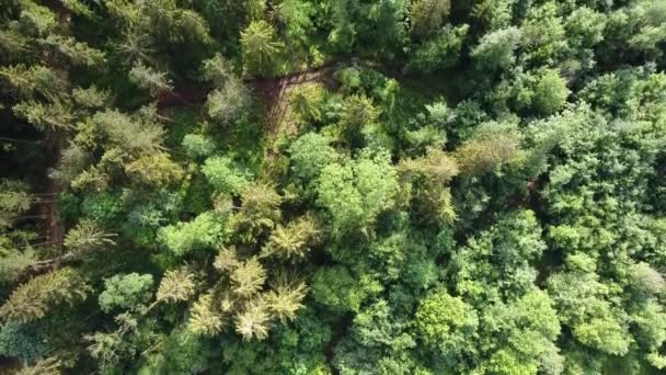 Повітряна Вертикаль Вниз Погляд Ліс Кінці Дня — стокове відео