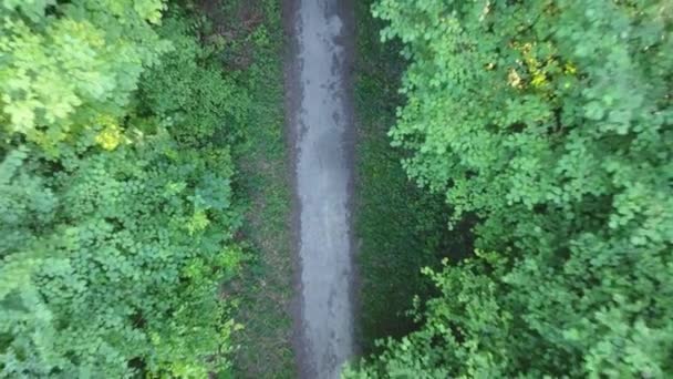Повітряний Вертикальний Вид Дерев Яну Лісову Доріжку Франції — стокове відео