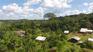 Dev bir ağacın gökyüzü manzarası ceiba pentandra sal köy guiana amazon parkı 