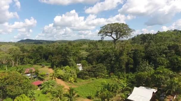 Vista Aerea Albero Gigante Ceiba Pentandra Sal Villaggio Guiana Amazonian — Video Stock