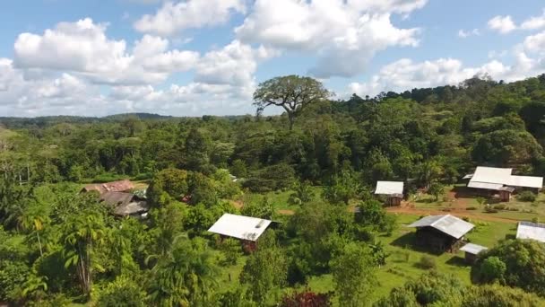 Antenn Utsikt Över Gigantisk Träd Ceiba Pentandra Sal Byn Guyana — Stockvideo