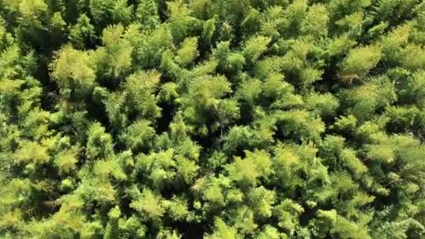 Vista Aerea Una Foresta Bambù Gigante Vento Verde Baldacchino Giornata — Video Stock