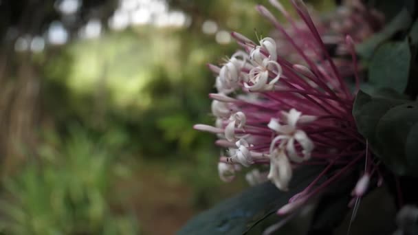 Bellissimo Fiore Primo Piano Nel Giardino Della Balata Martinica — Video Stock