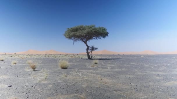 Vackert Träd Ensam Ett Öde Landskap Med Sanddyner Bakgrunden Merzouga — Stockvideo