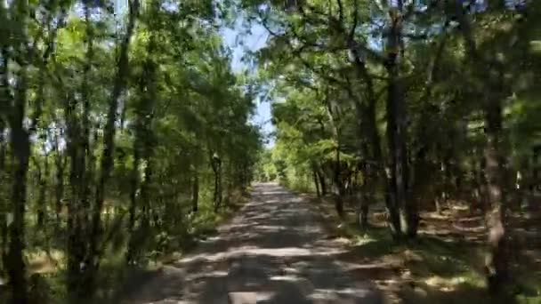 晴れた日に木のある道を走る美しい安定したショット — ストック動画