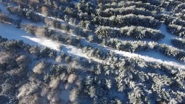 Schöne Vertikale Ansicht Fliegen Über Verschneite Wälder Frankreich Sonnigen Tag — Stockvideo