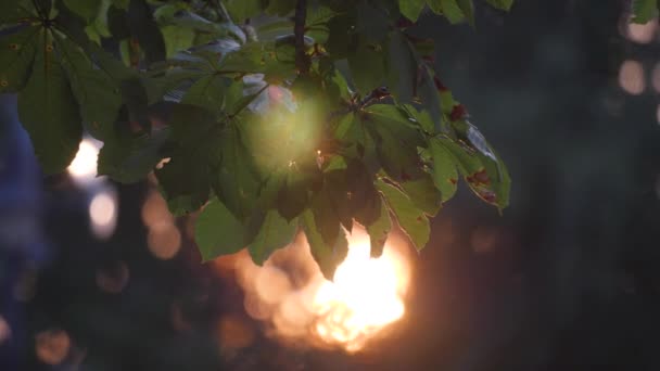 Розмите Світло Заході Сонця Через Листя Дерева — стокове відео