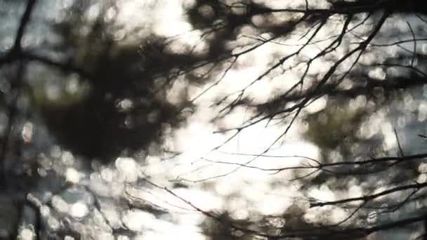 뒤에서 타오르는 태양을 배경으로 바다에 아름다운 Bokeh 나뭇가지 실루엣 — 비디오