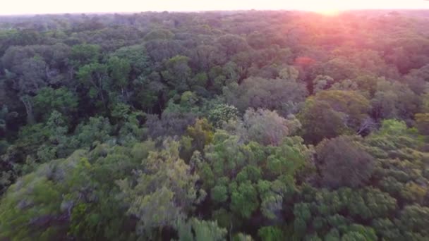 Fransız Guyanası Amazon Günbatımında Kubbe Üzerinde Insansız Hava Aracı Uçuşu — Stok video